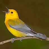  Golden Swamp Warbler Image